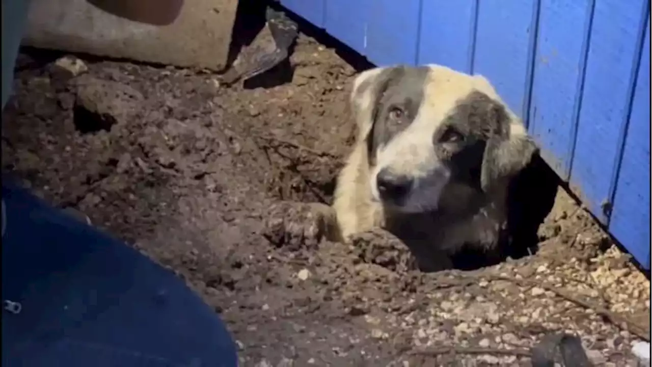 ABC News crew rescues dog trapped under home in tornado-stricken Texas city, report says