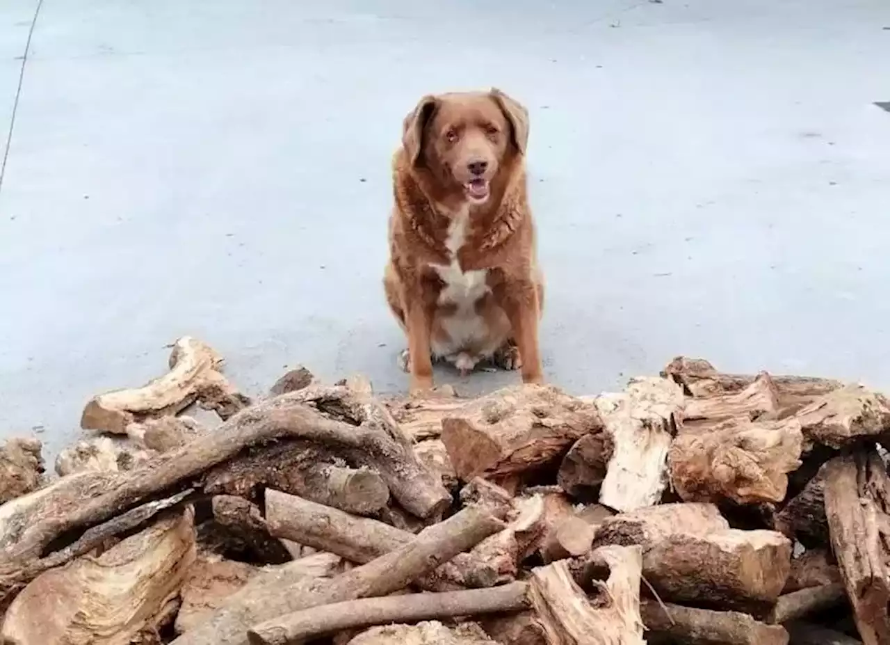 Bobi, el perro más viejo del mundo está de cumpleaños