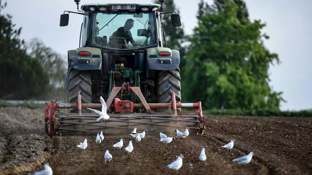 Biodiversité : l'agriculture intensive, principale cause du déclin des oiseaux en Europe