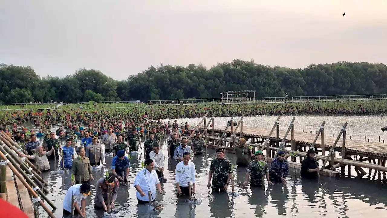 Jokowi dan Prabowo Nyemplung Bareng Tanam Mangrove, Pasukan TNI Tepuk Tangan