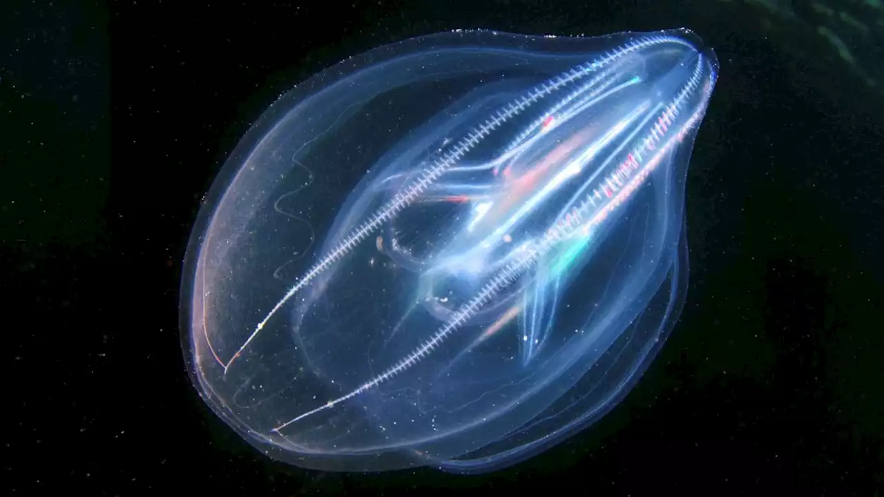 Alien-like comb jellies have a nervous system like nothing ever seen before