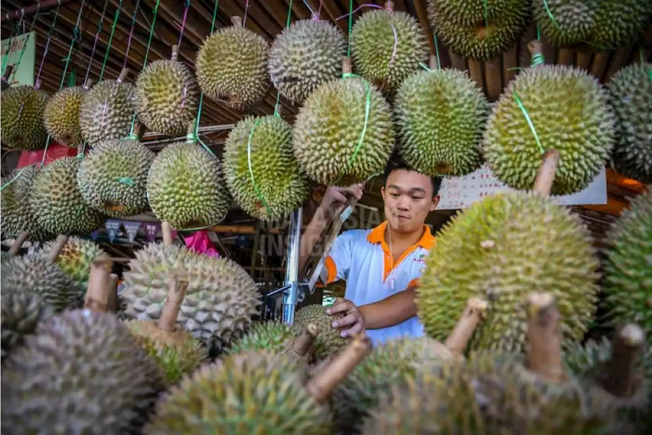 Pengeksport durian Malaysia tidak terkesan dengan saingan dari China | The Malaysian Insight