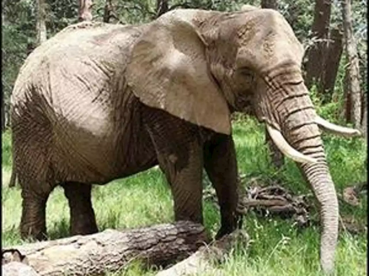 South African celebrity elephant dies in US zoo | News24