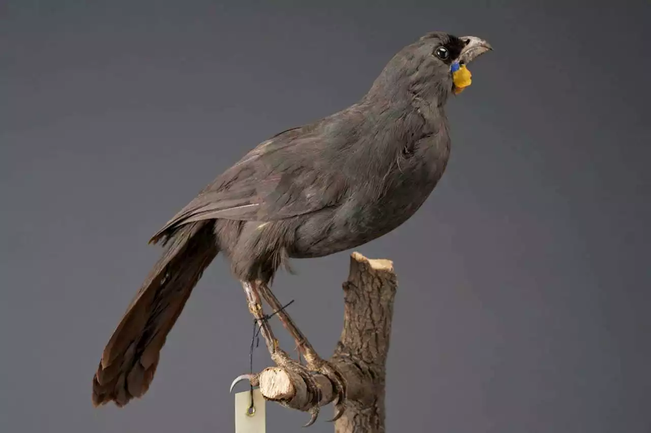 Lost presumed dead: The search for the most wanted birds in the world