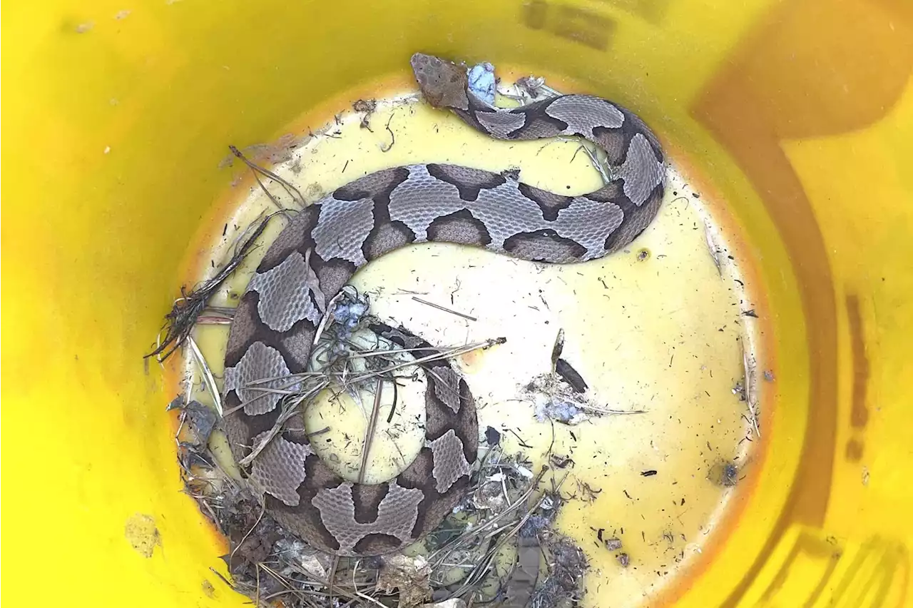 Homeowners find 2-foot venomous snake in crawl space of Virginia home