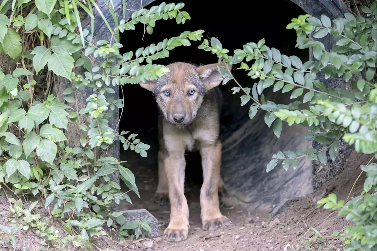 Litters of endangered red wolf puppies born in North Carolina zoo