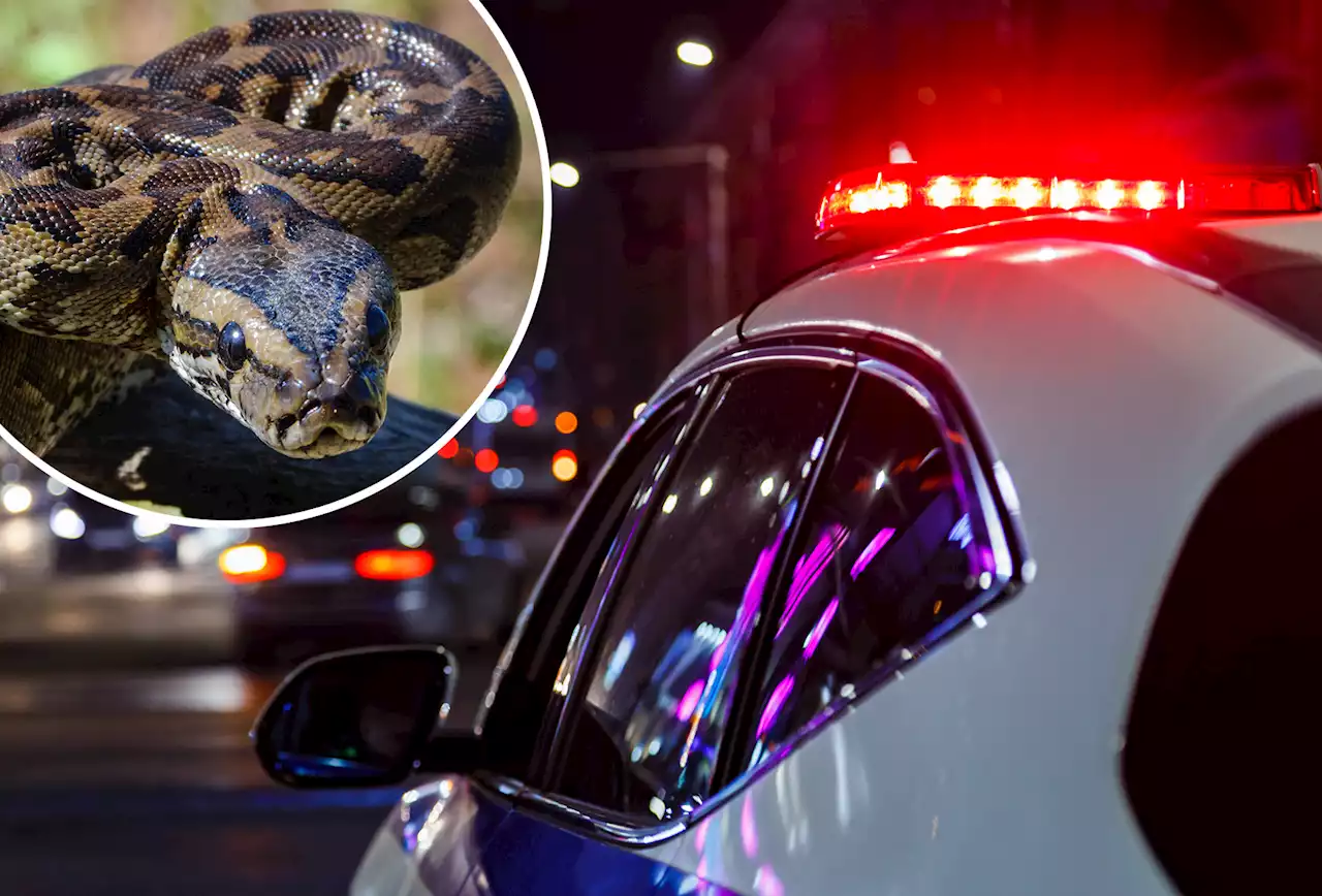 Man uses live python as weapon to attack victim in street assault: Police