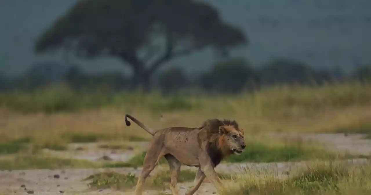 Matan a seis leones en Kenia tras comerse once cabras y un perro de la región