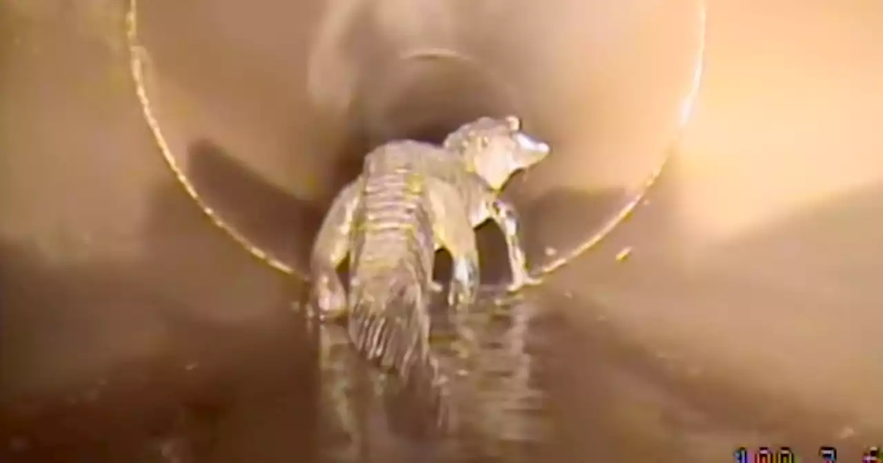 Robotic Camera Encounters 5-Foot Alligator Inside a Storm Drain