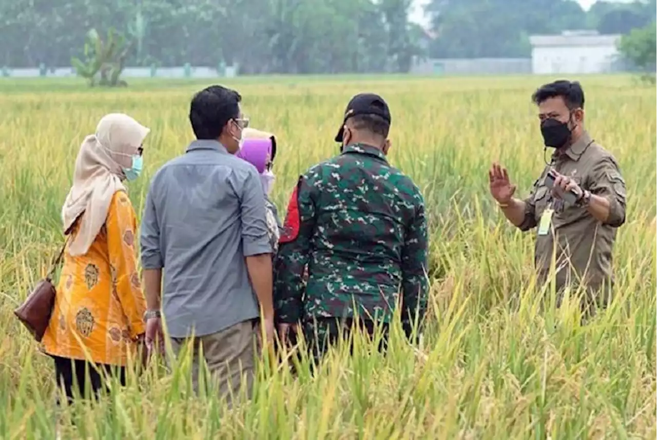 BPS Mulai Pendataan Sensus Pertanian 2023 pada Juni |Republika Online