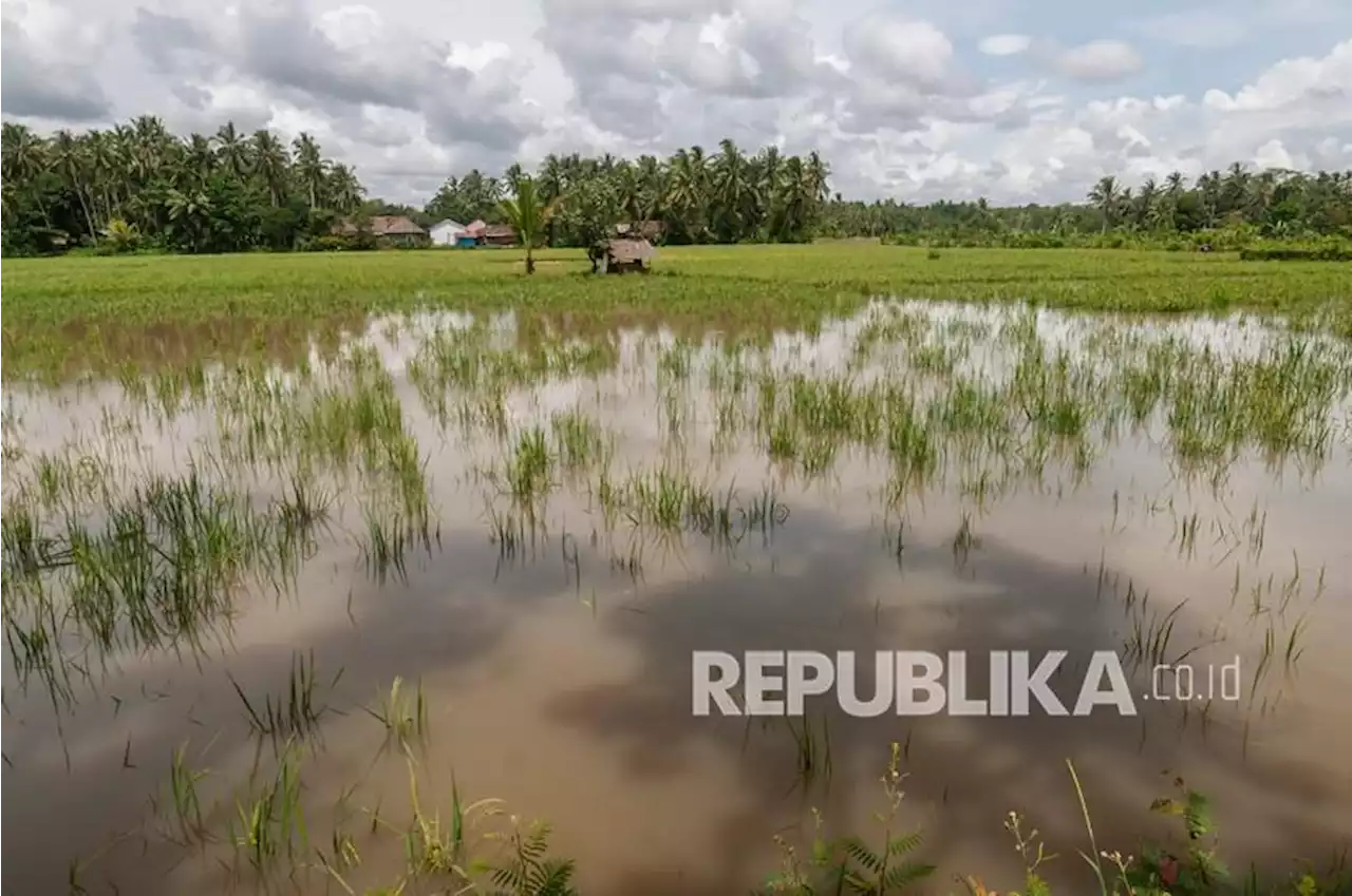 Lahan Pertanian Kebanjiran, Bupati Cirebon Minta Bantuan Pemerintah Pusat |Republika Online