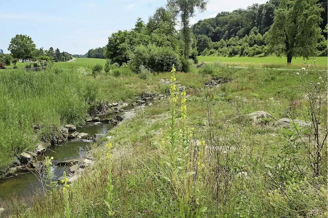 Saatgutvermehrung: Wildpflanzen verändern sich nach wenigen Jahren - Schweizer Bauer