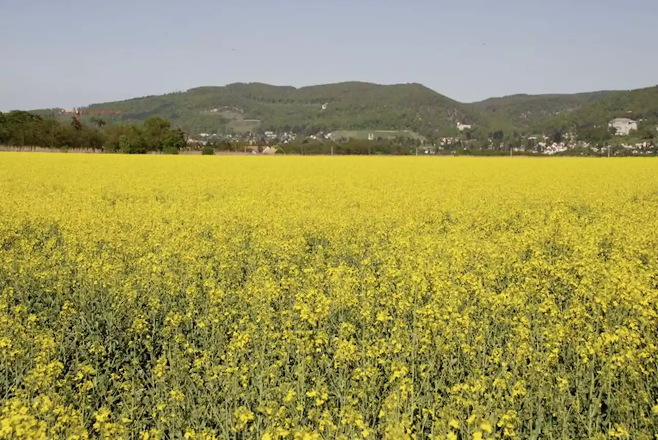 Neue Raps-Produzenten gesucht: Jetzt anmelden - Schweizer Bauer