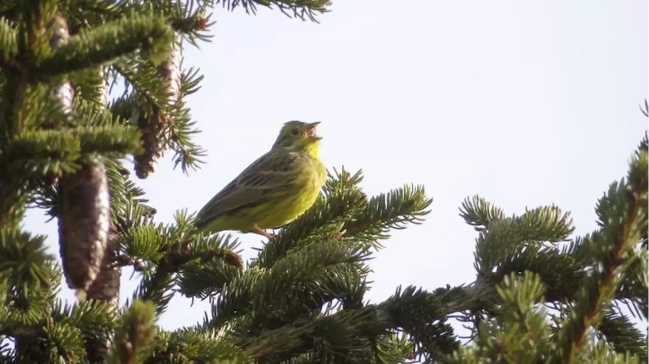 So steht es um die genetische Vielfalt - Schweizer Bauer