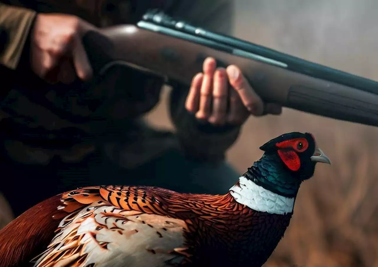 Ontario hunter fined $10K for shooting fellow hunter