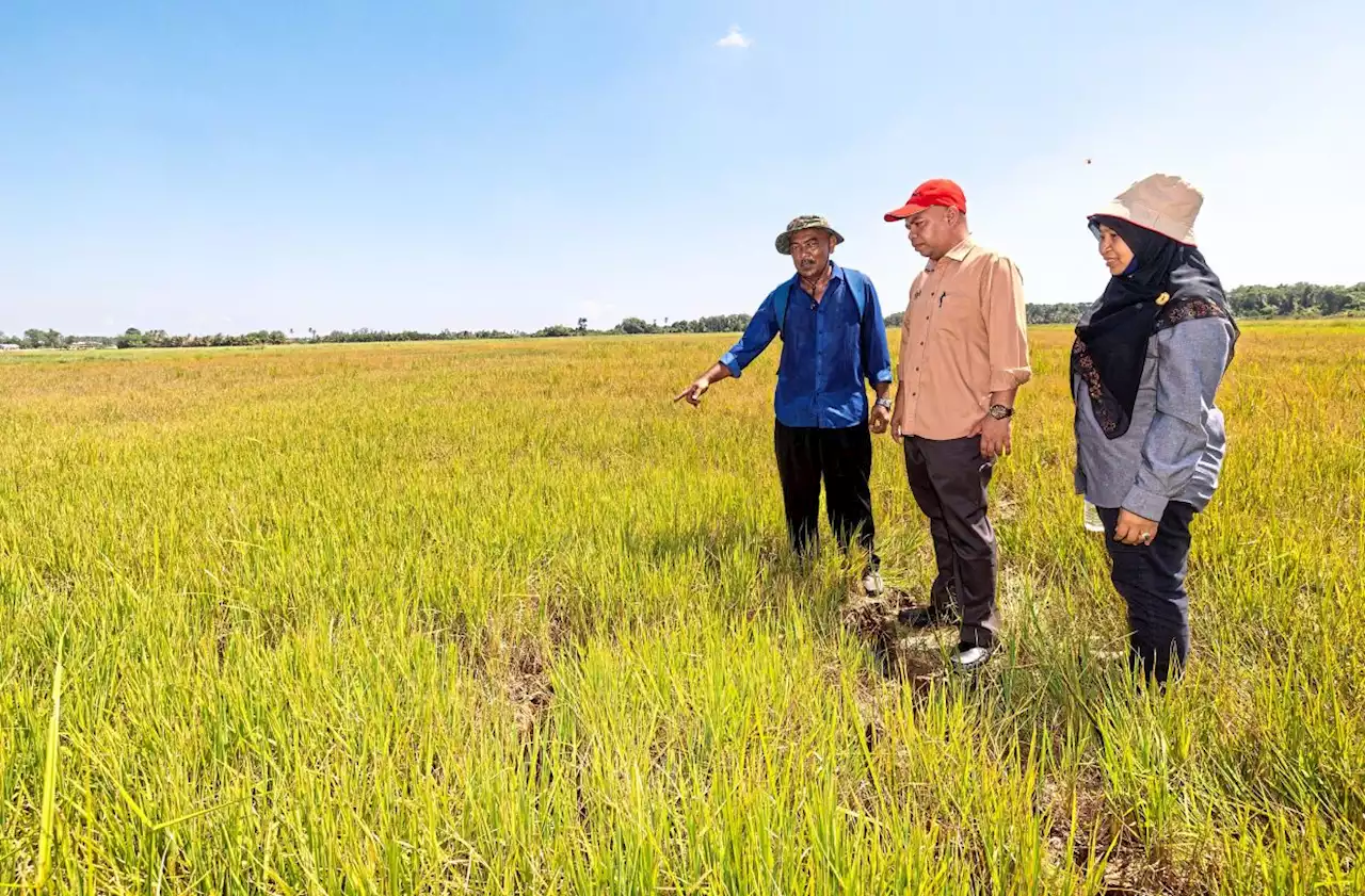 Helping padi farmers deal with dry spell