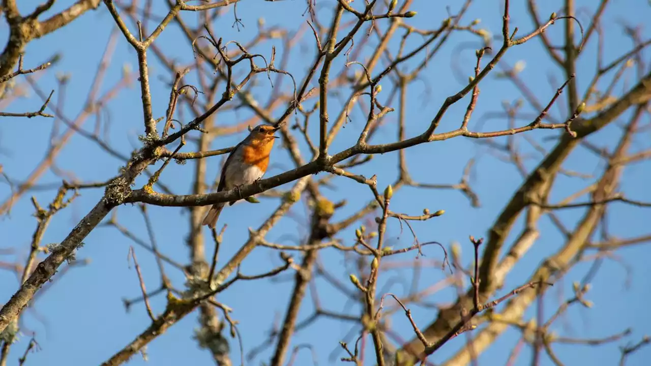 20 millions d’oiseaux disparaissent chaque année en Europe en raison de l’agriculture intensive, selon une étude