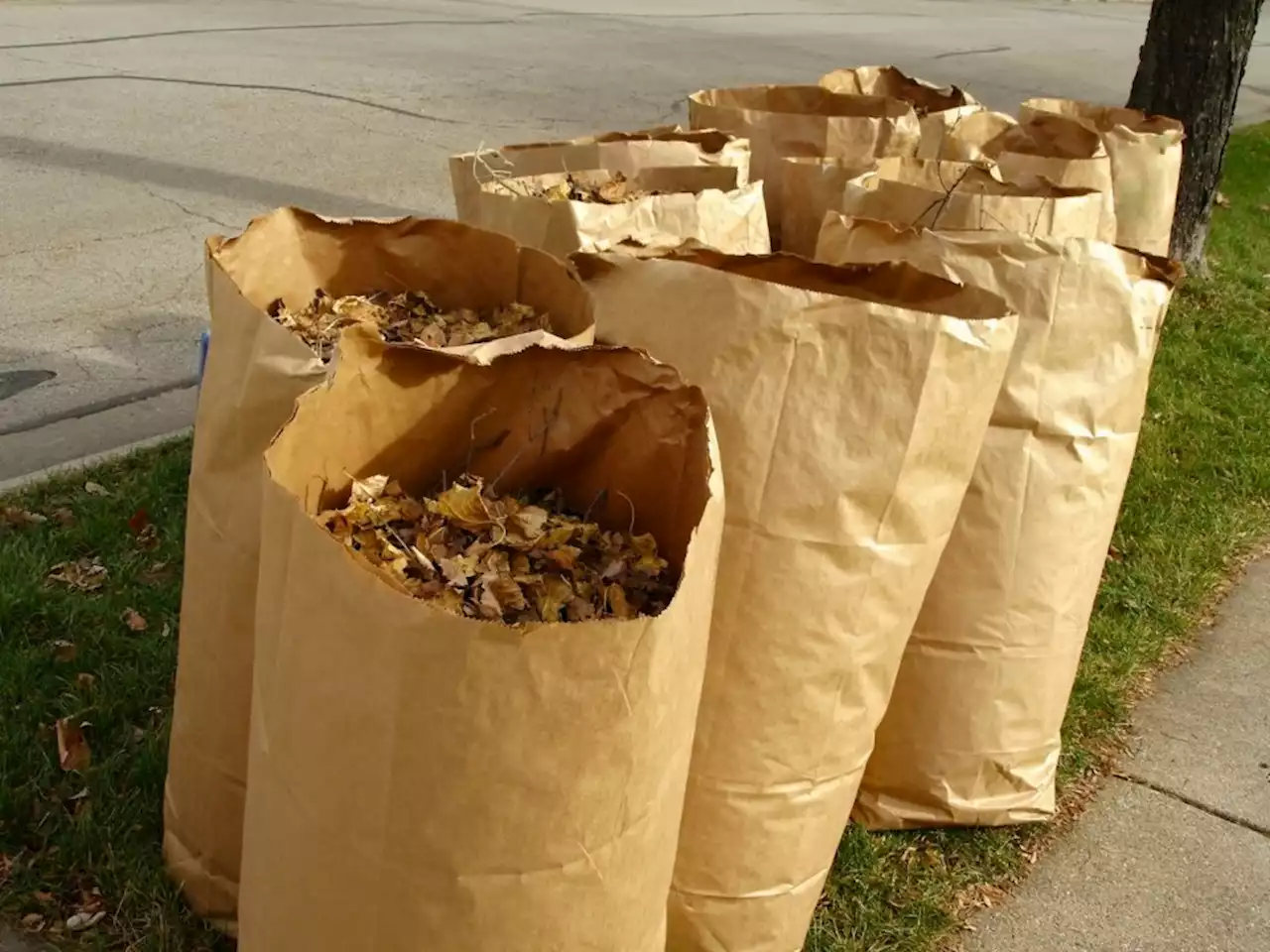 Yard waste collection starts this week