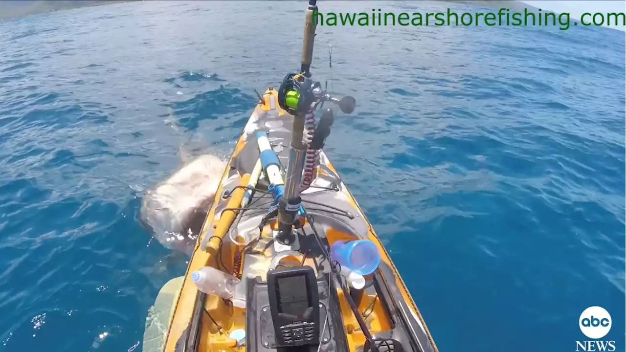 WATCH: Insane Moment Shark Attacks Man’s Kayak in Hawaii