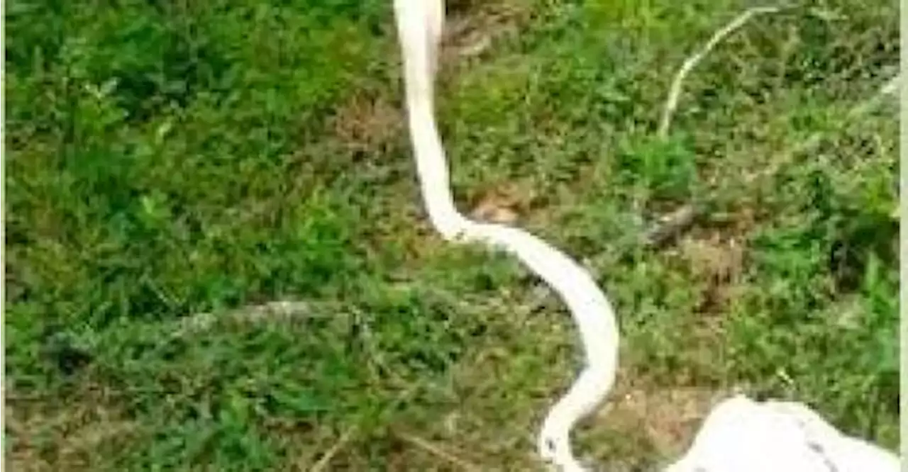 Rare white deadly albino cobra spotted in India