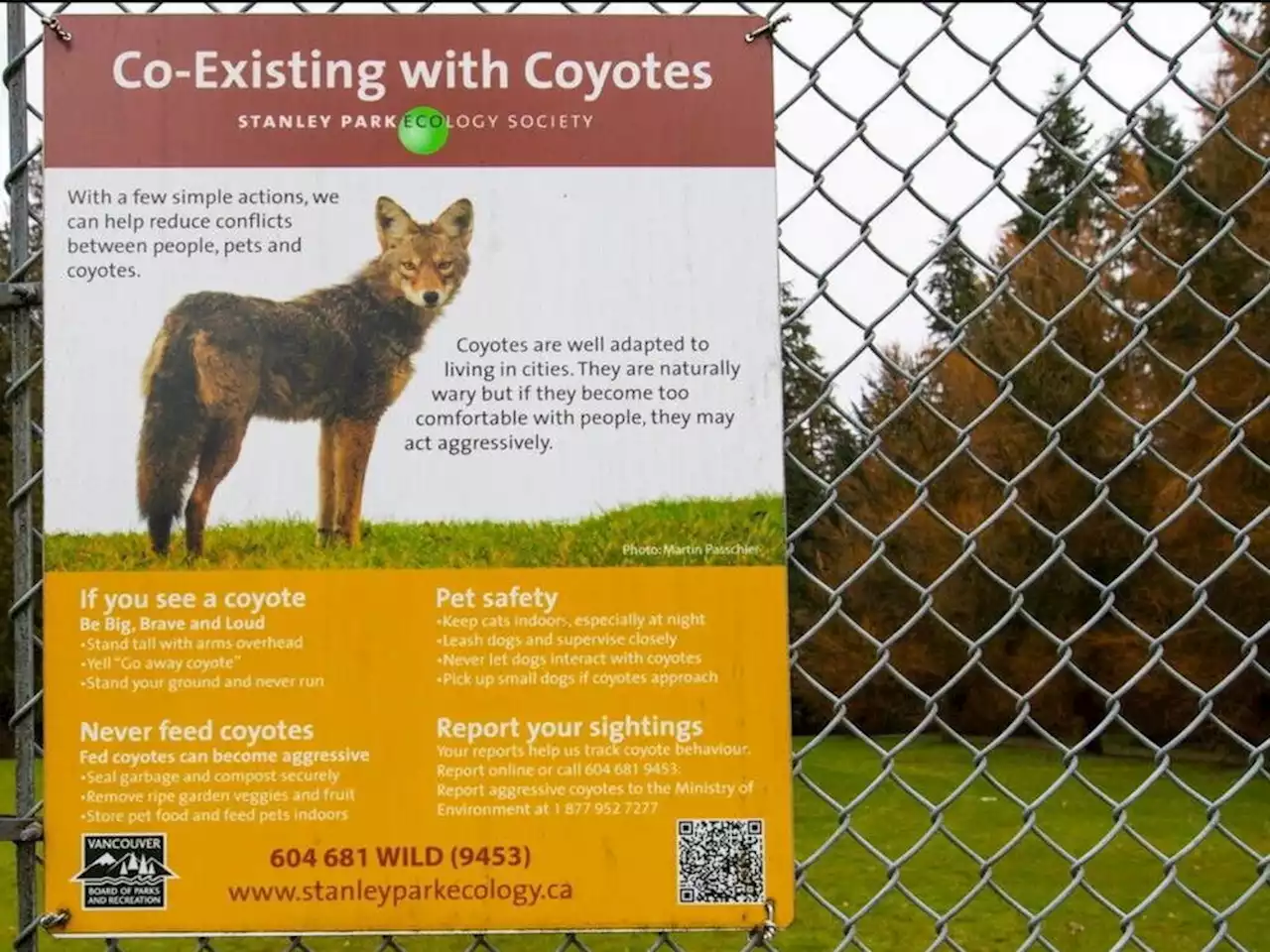 Child bitten by coyote during flower festival in Burnaby's Deer Lake Park