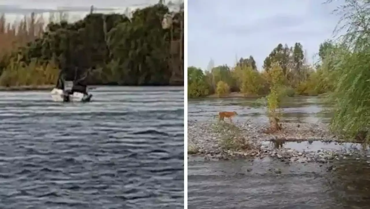 Neuquén: un grupo de jóvenes rescató a un perro que se ahogaba en el río Limay