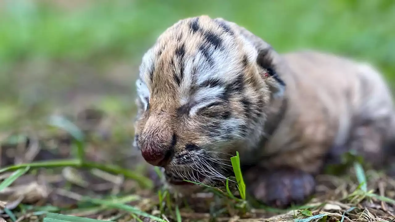 En av de uventede tigerungene i Kristiansand har fått en alvorlig skade