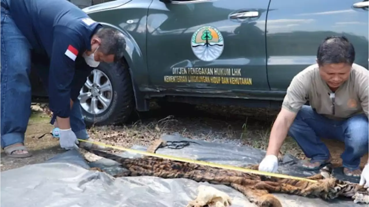 KLHK Tangkap Penjual Tulang dan Kulit Harimau