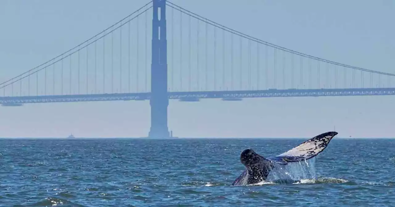 2 more gray whales have washed ashore near San Francisco, raising concerns over strandings