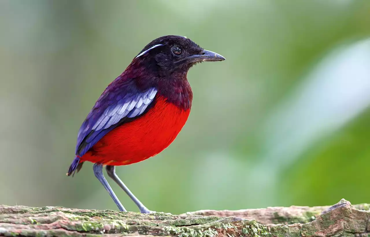 La brève, un petit oiseau d’Asie très coloré