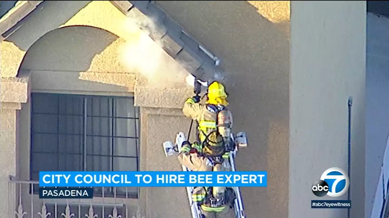 Pasadena approves contract to have on-call bee removal expert after recent swarms