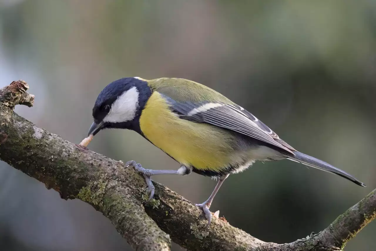 Biodiversité : le nombre d'oiseaux en Europe a diminué d'un quart en 40 ans