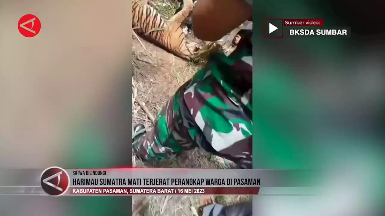 Harimau Sumatra mati terjerat perangkap warga di Pasaman - ANTARA News