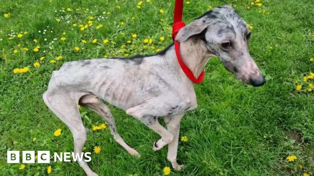 Dog recovering in County Durham after being 'dumped like rubbish'