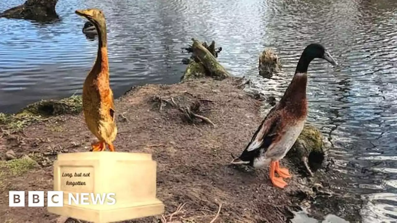 Long Boi: £10k statue plan for missing University of York duck