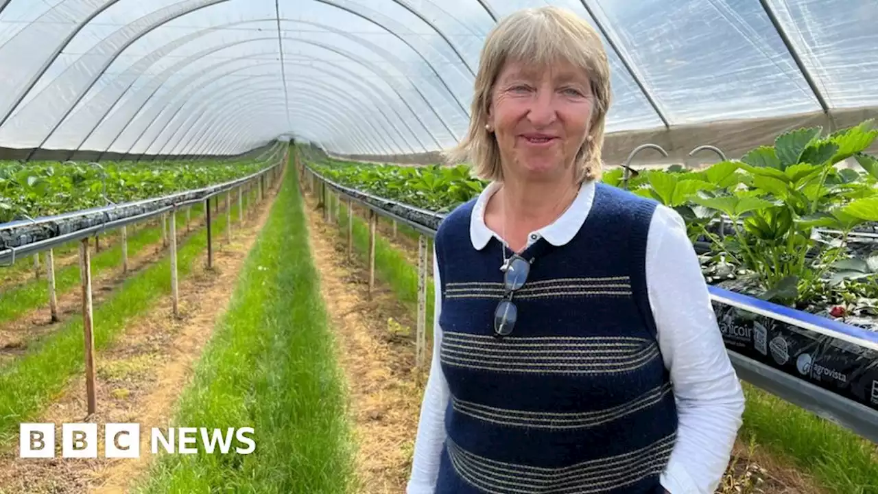 'Impossible' not to rely on migrant fruit pickers says Herefordshire farmer