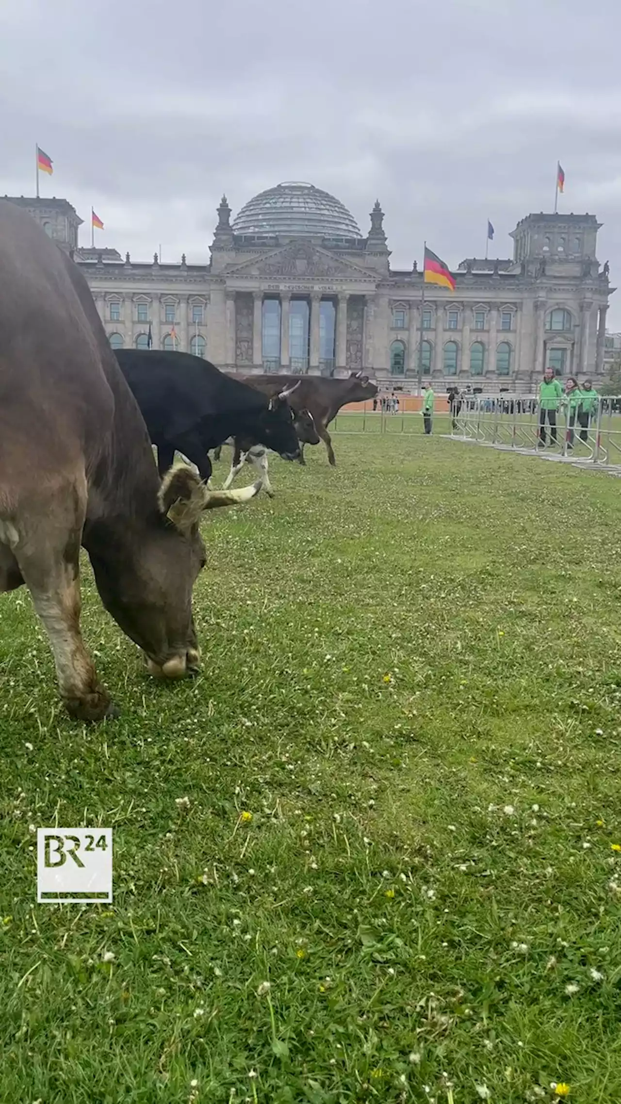 Protestaktion: Kühe grasen vor dem Bundestag