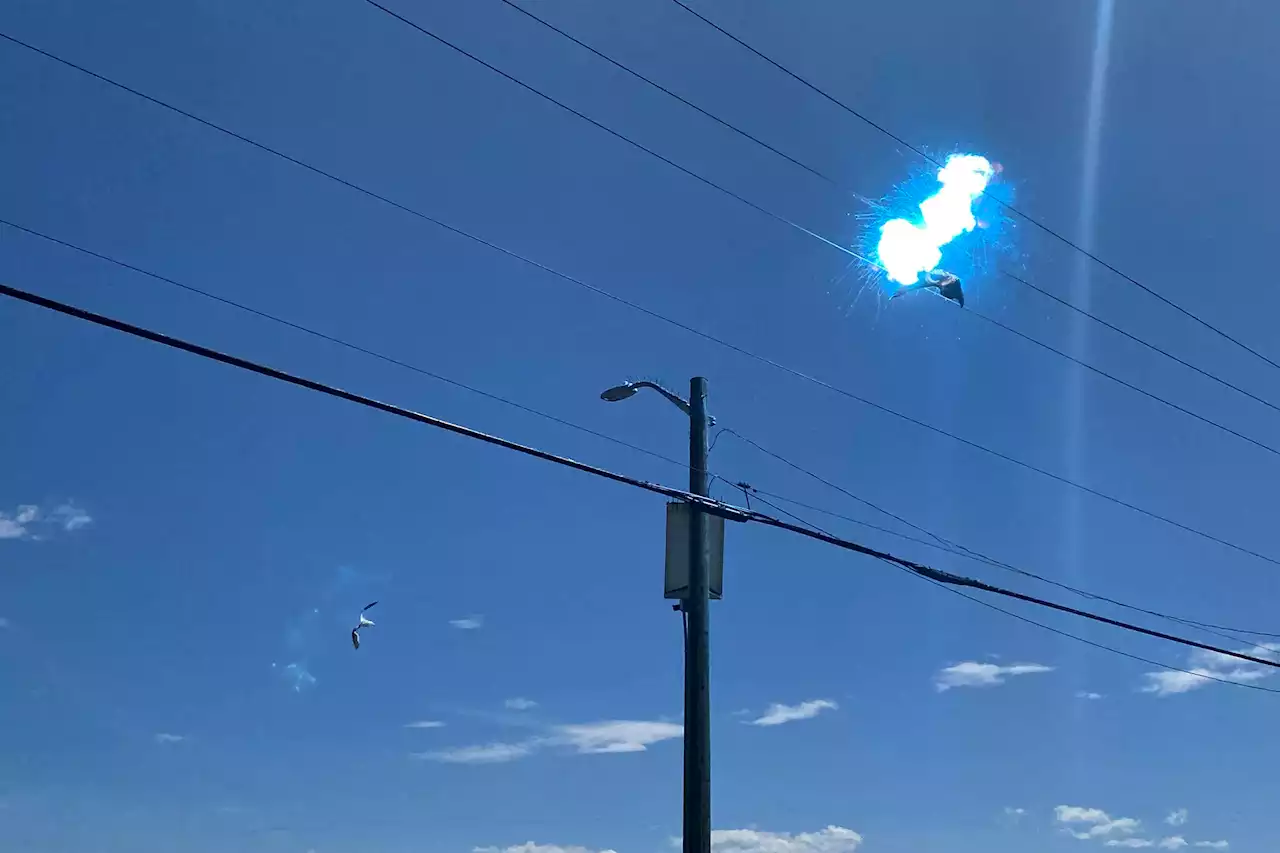 Eagle hits powerline and falls to the ground in Comox, stunning onlookers