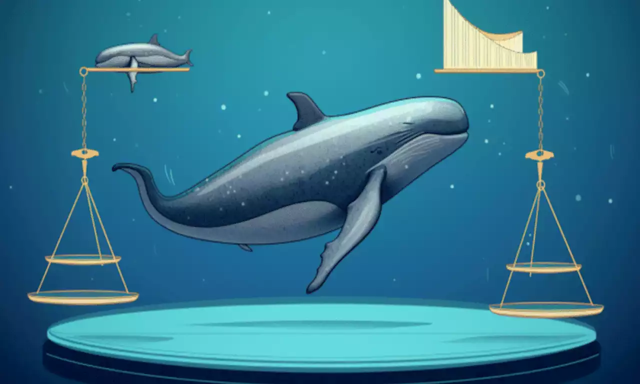Bitcoin: Whales count counters the norm, but what does BTC get in return