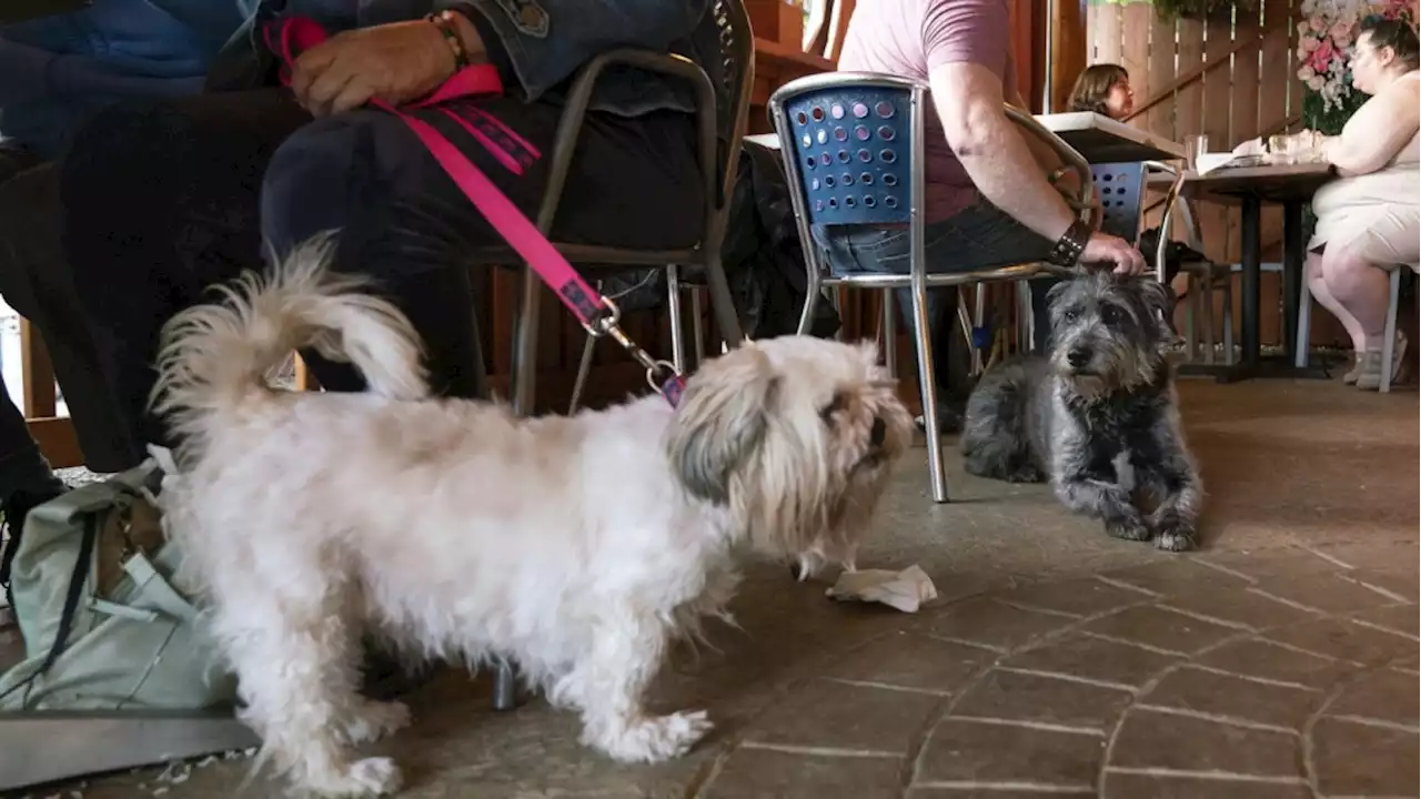 More dogs could show up in outdoor dining spaces. Not everyone is happy about it