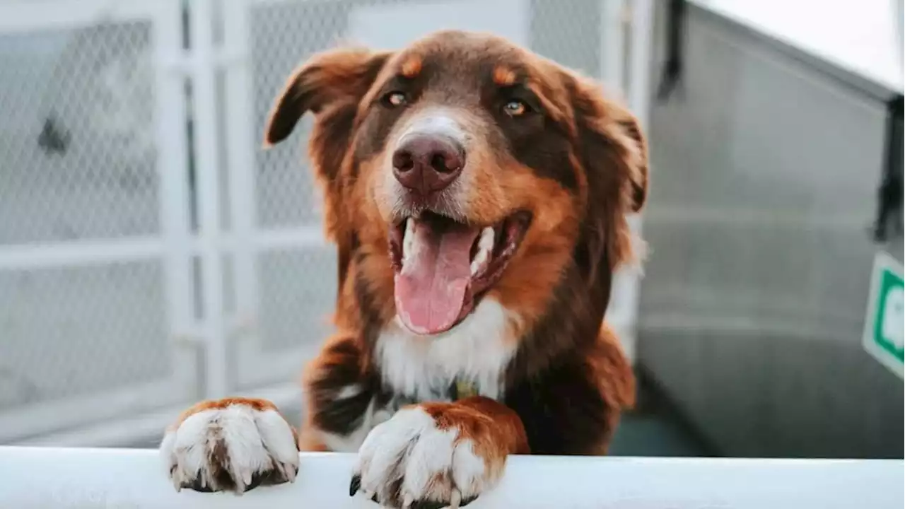 BC Ferries allows pets on more outside decks in new pilot program