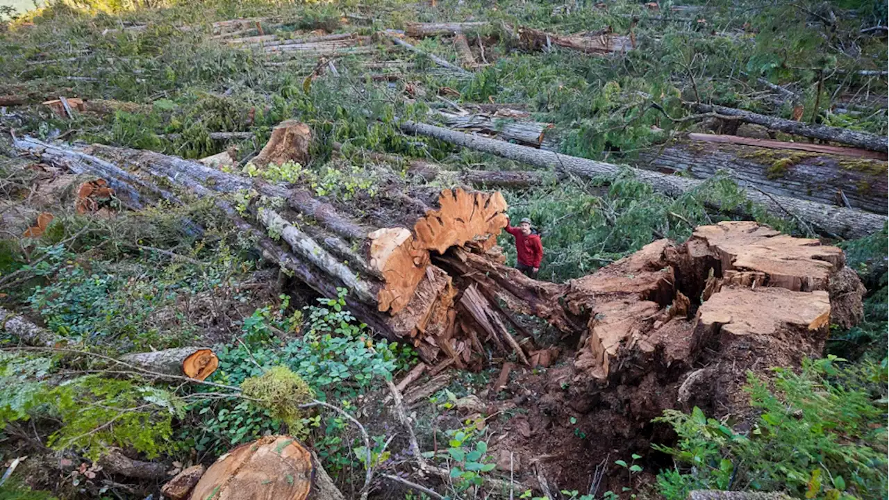 Clear-cut of Vancouver Island ancient trees shows faults in B.C.'s deferral system, says conservationist