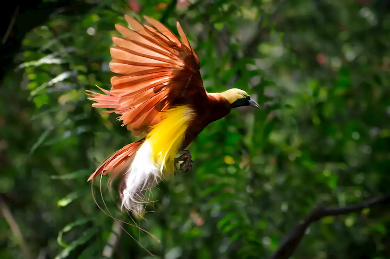 The Rare Courtship of Birds-of-Paradise