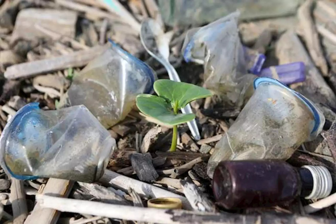 ONU: estas son las acciones necesarias para reducir la contaminación por plásticos