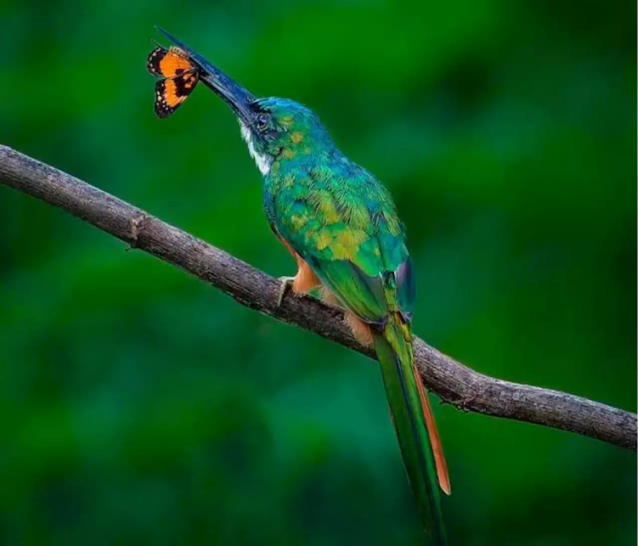 Avistamiento de aves: Colombia lidera ranking del Global Big Day 2023