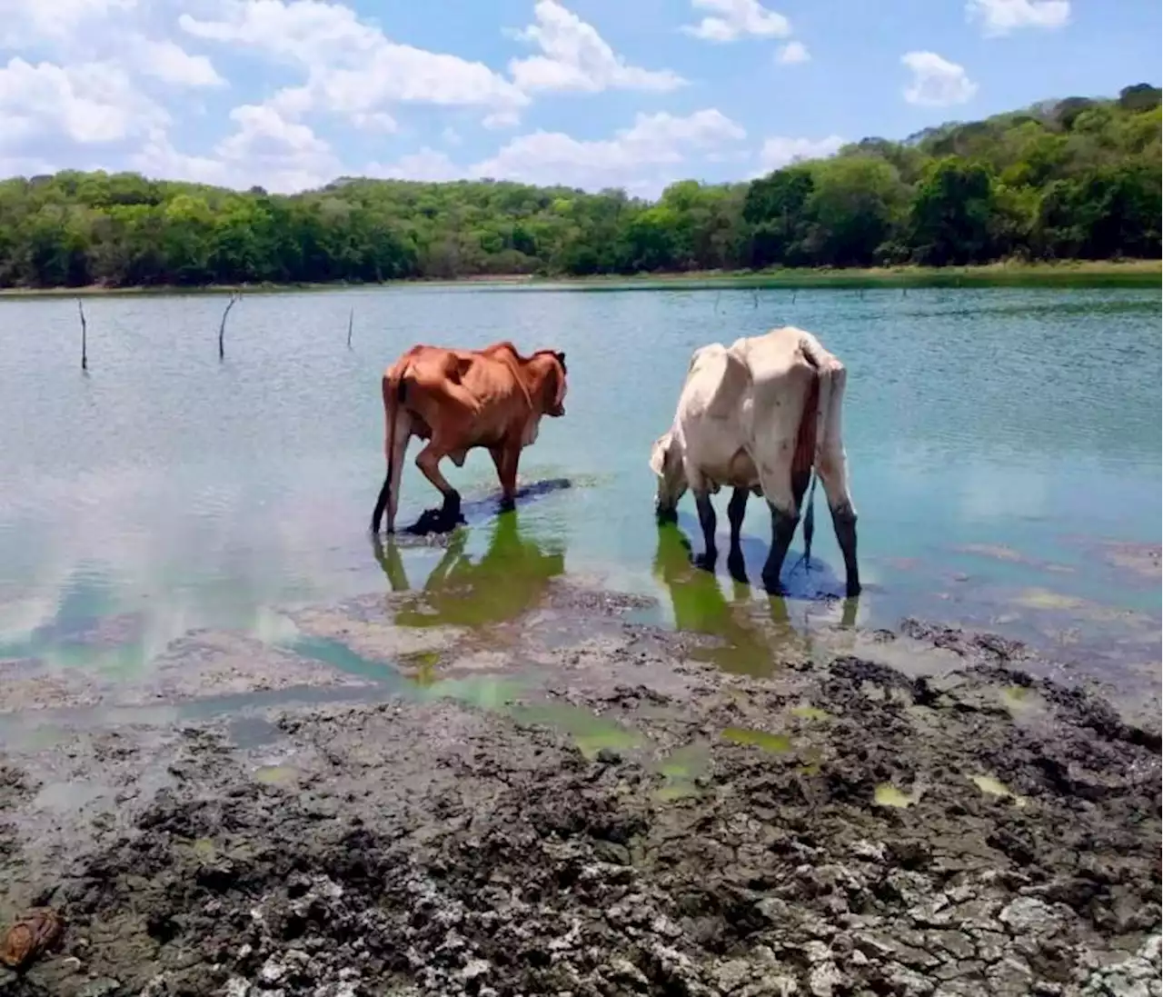 Fenómeno de El Niño en pueblos de Bolívar: altas temperaturas no pararán