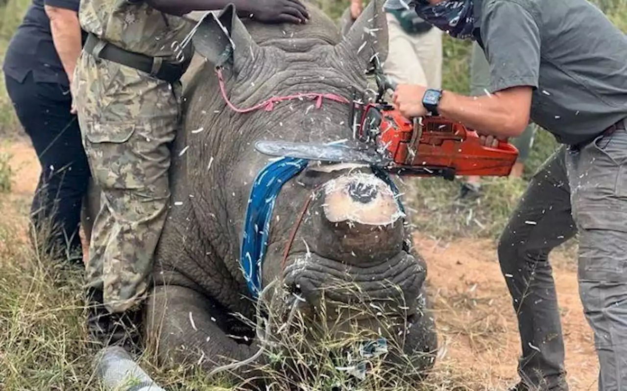 WATCH: How Balule Nature Reserve keeps rhinos safe from poachers