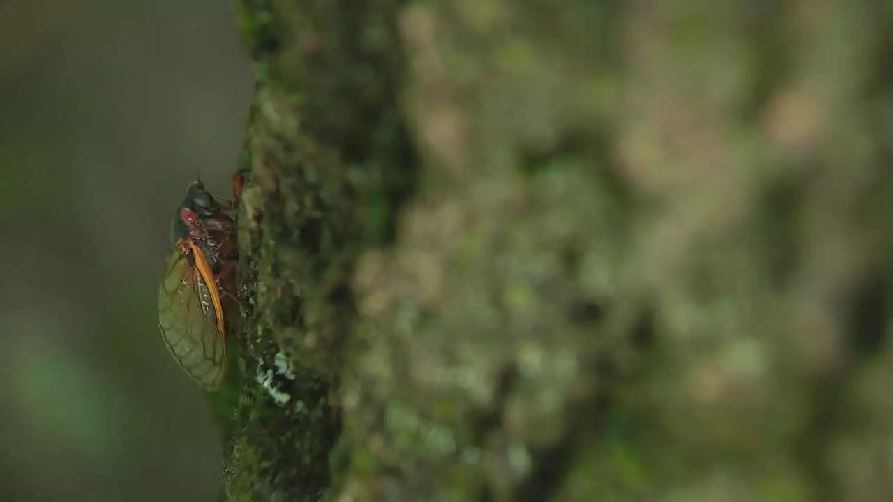 Cicadas invade early: Unusually warm winter prompts early arrival in Chicago