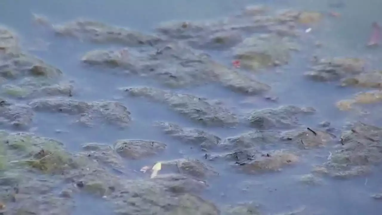 Potentially toxic blue-green algae back at Lady Bird Lake and Lake Austin