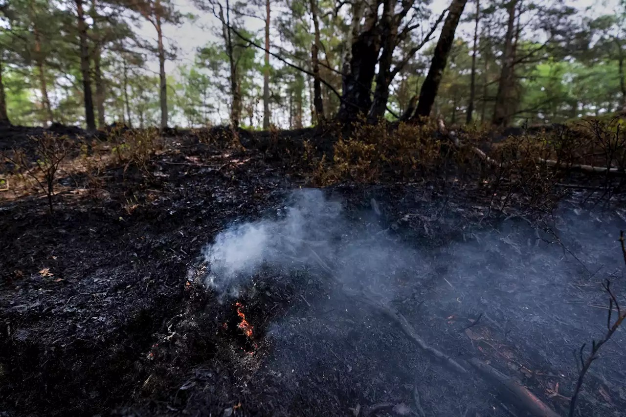 Svart landskap efter skogsbranden i Partille